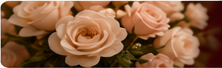 Blush bridal roses