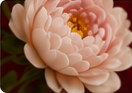 Pink floral detail