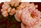 Pink floral detail