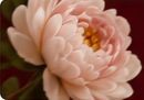 Pink floral detail